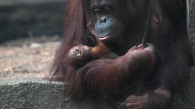 Детеныш орангутана неожиданно родился в зоопарке Великобритании. - mur.tv - Англия