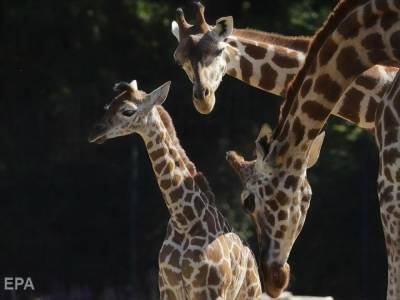 В Франции в зоопарке впервые за 30 лет родился жираф редкой породы - mur.tv - Франция - Люксембург