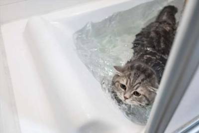Ванна для любимицы: можно ли купать кошек, и с какой периодичностью надо это делать? (3 фото) - chert-poberi.ru