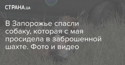 В Запорожье спасли собаку, которая с мая просидела в заброшенной шахте. Фото и видео - mur.tv - Польша - Запорожье - Гданьск