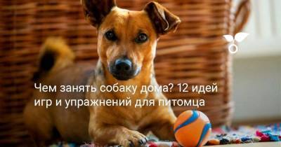 Чем занять собаку дома? 12 идей игр и упражнений для питомца - sadogorod.club