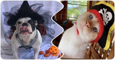 15 очаровательных кошек и собак в костюмчиках - mur.tv - Сша