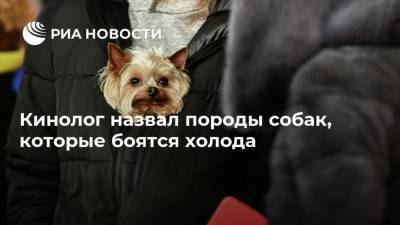 Владимир Голубев - Кинолог назвал породы собак, которые боятся холода - mur.tv - Россия - Москва