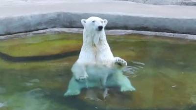 Белая медведица умерла в московском зоопарке. - mur.tv - Китай - Япония