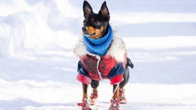 Владимир Голубев - Модно и тепло: как защитить свою собаку от морозов? - mur.tv - Россия