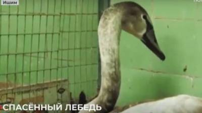 Раненый краснокнижный лебедь теперь живет в теплом сарае в Ишиме - mur.tv - Россия