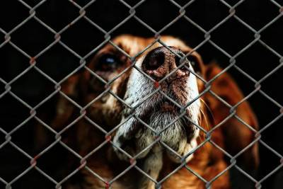 Почему собак возвращают в приюты: анализируем причины - mur.tv - Россия