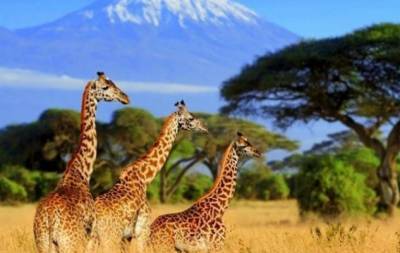ТЕСТ: Танзания – что вы знаете об этой экзотической стране? - hochu.ua - Танзания