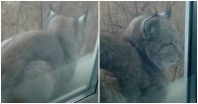 Житель Забайкальского края обнаружил опасного хищника, выглянув в окно утром - mur.tv - Забайкальский край