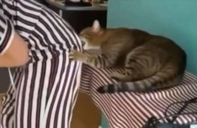 Никогда не поворачивайтесь спиной к кошкам! (1 фото + 1 видео) - chert-poberi.ru