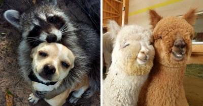 15 умилительных фотографий дружбы животных, глядя на которые сложно сдержать мимими - mur.tv - республика Карелия
