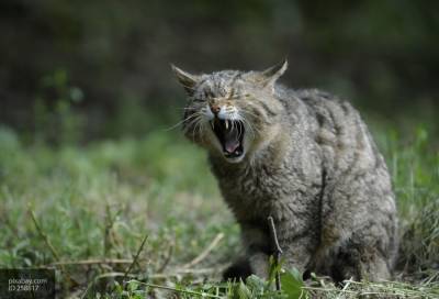 Ветеринар назвала причины неадекватного мяуканья кошки ночью - mur.tv