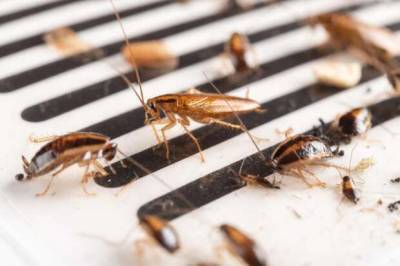 6 способов не допустить попадания тараканов и других насекомых в ваш дом - lublusebya.ru