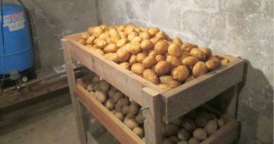 5 ошибок хранения, из-за которых запасы картофеля быстро портятся - lifehelper.one