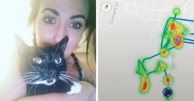 Хозяйка купила трек-ошейник для своей кошки, и эта нехитрая слежка раскрыла тайные маршруты её любимицы - mur.tv - Ирландия