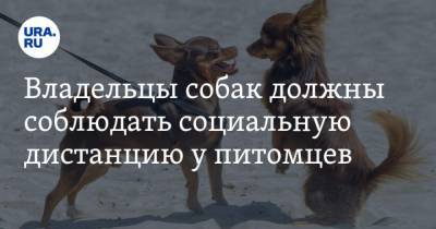 Анна Попова - Владельцы собак должны соблюдать социальную дистанцию у питомцев - mur.tv - Россия - Берн - Швейцария