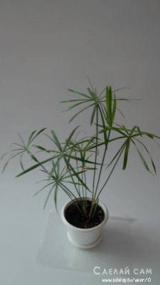 Циперус: маленькая пальма в комнате. Уход, выращивание - lifehelper.one