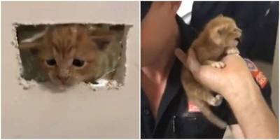 Пожарные в Сиднее спасли котёнка, застрявшего в стене - mur.tv