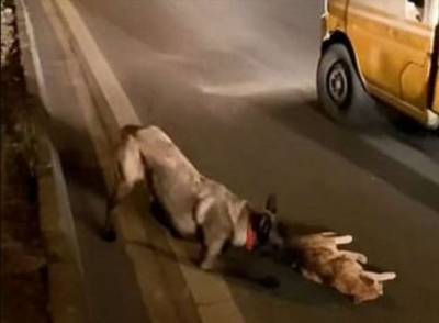 Собака старалась оказать помощь сбитой автомобилем кошке и попала на видео (1 фото) - chert-poberi.ru - Китай - провинция Сычуань