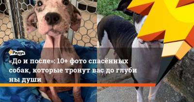 Доипосле: 10+ фото спасённых собак, которые тронут вас доглубины души - mur.tv
