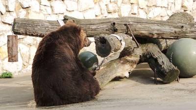 Бурая медведица из Московского зоопарка готовится к спячке - mur.tv