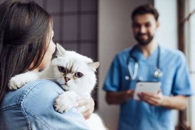 Какие человеческие антибиотики можно давать кошкам - mur.tv