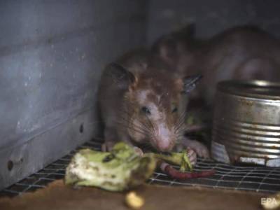В Германии выявили первый случай хантавируса. Пациентка могла заразиться от домашней крысы - mur.tv - Германия