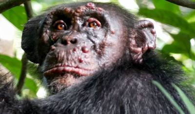 Ирина Зиганшина - У диких шимпанзе впервые в истории обнаружена проказа - mur.tv - штат Колорадо - Кот Дивуар - Гвинея Бисау