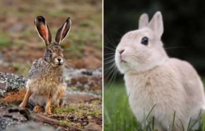 В чем отличие зайца и кролика, если выглядят они одинаково - chert-poberi.ru