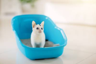 Почему кошка игнорирует свой лоток и как избавиться от запаха кошачьей мочи в доме? - shkolazhizni.ru