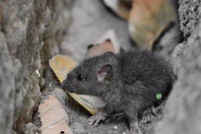 Виновна домашняя крыса: в Германии обнаружили первый случай заболевания хантавируса - mur.tv - Германия - Сеул