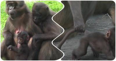 “Мать года!”: обезьяна держит детеныша за хвост, не отпуская далеко - mur.tv