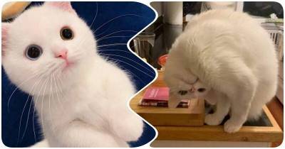 15 фото, которые заставят вас полюбить белых котиков, ведь они – прекрасны - mur.tv
