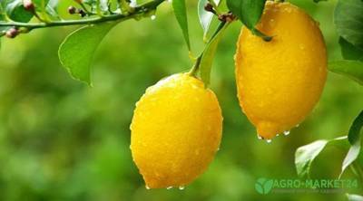 Как вырастить комнатный лимон и получить плоды - sadogorod.club