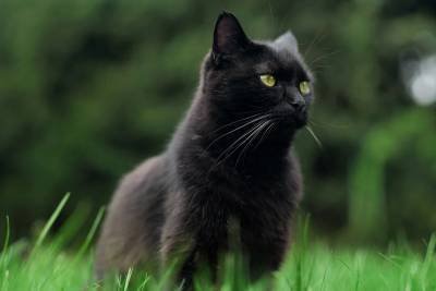 Черные кошки как предвестники удачи: рассказываем, где и в каких культурах - mur.tv - Россия