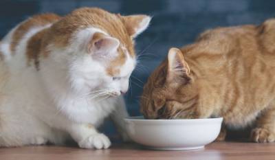 Ваша кошка и стресс во время еды: возможно ли такое? - mur.tv