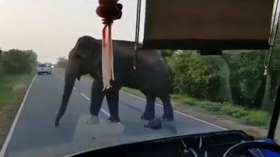 Слон остановил автобус на дороге ради бананового выкупа - mur.tv - Индия - Шри Ланка