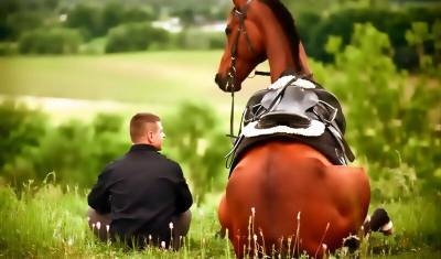 Больше не друг! Ученые выяснили, что лошади не привязываются к конкретному человеку - mur.tv - Швеция