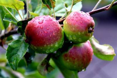 Как правильно поливать яблони, чтобы получить богатый урожай - sadogorod.club