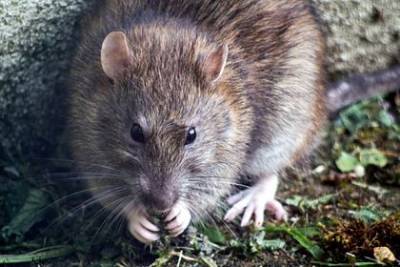 В Германии выявили случай передачи хантавируса от крысы к человеку - mur.tv - Германия - Сеул