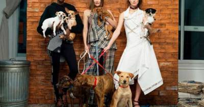 Бездомная собака из Запорожья стала моделью модного американского глянца (фото, видео) - mur.tv - Сша - Запорожье - Запорожская обл.