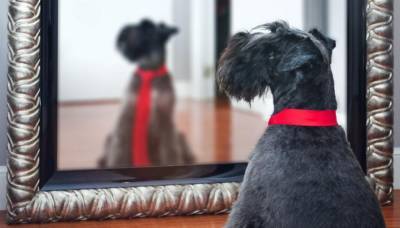 Почему моя собака лает на зеркало? - mur.tv