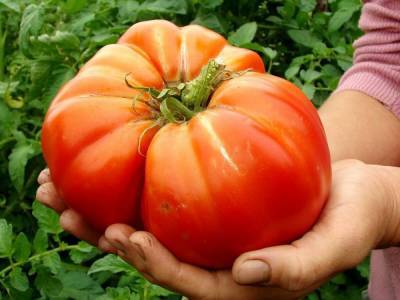 Крупноплодные сорта томатов – 10 гигантов - sadogorod.club