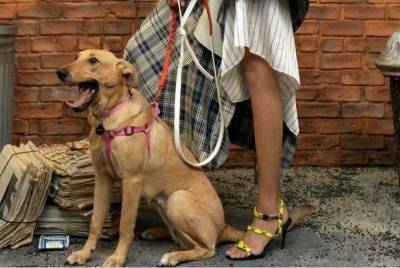 Сказка о Золушке: бездомная собака из Запорожья стала звездой журнала Vogue в США (видео) - mur.tv - Сша - Запорожье