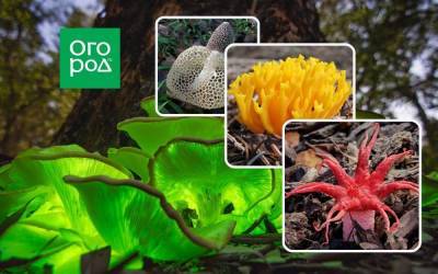 10 необычных грибов, о которых вы, возможно, не слышали - sadogorod.club - Австралия - штат Техас
