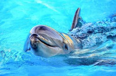 США подозревают КНДР в подготовке боевых дельфинов - mur.tv - Сша - Вашингтон - Кндр - Пхеньян