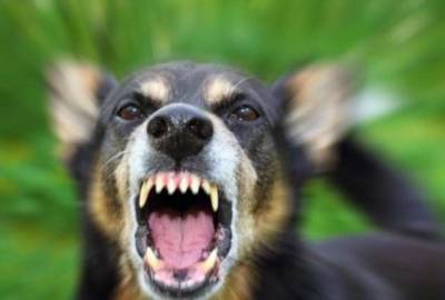 Вот каким образом собаки распознают плохих людей, это все объясняет… - lublusebya.ru