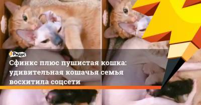Сфинкс плюс пушистая кошка: удивительная кошачья семья восхитила соцсети - mur.tv