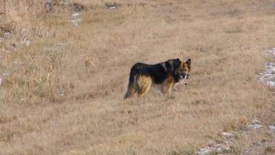 Тобольский Хатико: собака 11 лет ждёт своего покойного хозяина - mur.tv - Тобольск