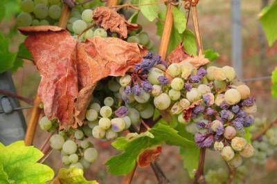 Как правильно обрезать виноград осенью: дачные хитрости - sadogorod.club